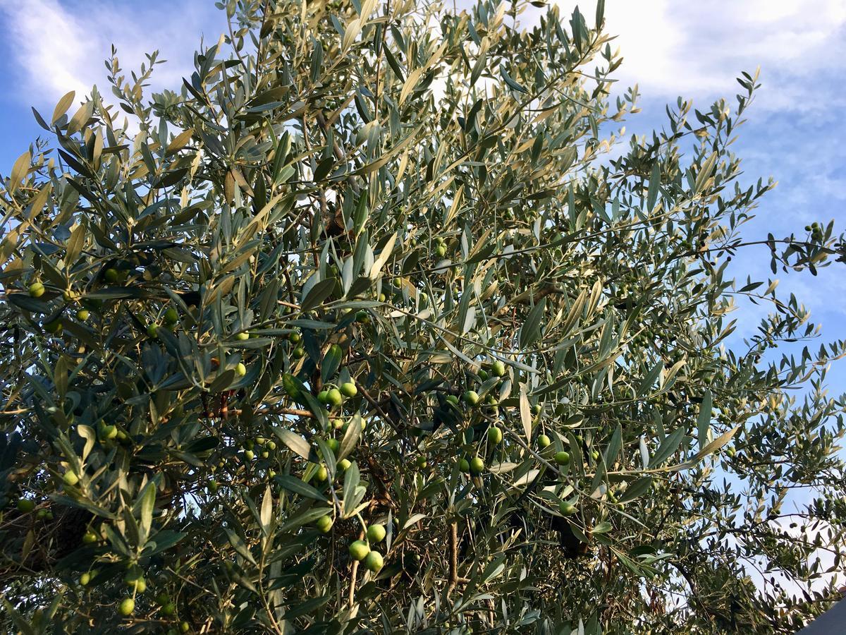 فوساتشيزيا C'Era Una Volta Podere San Giovanni المظهر الخارجي الصورة